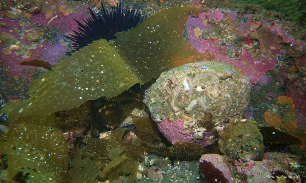 Habitat abalone di dasar laut