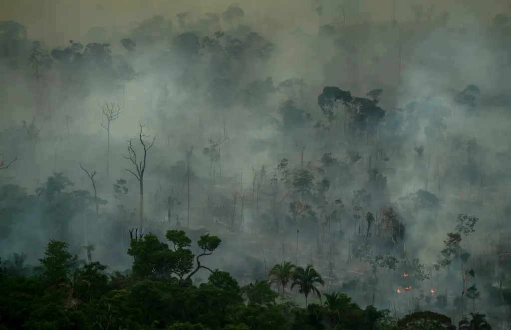 Adegan hutan hujan Amazon