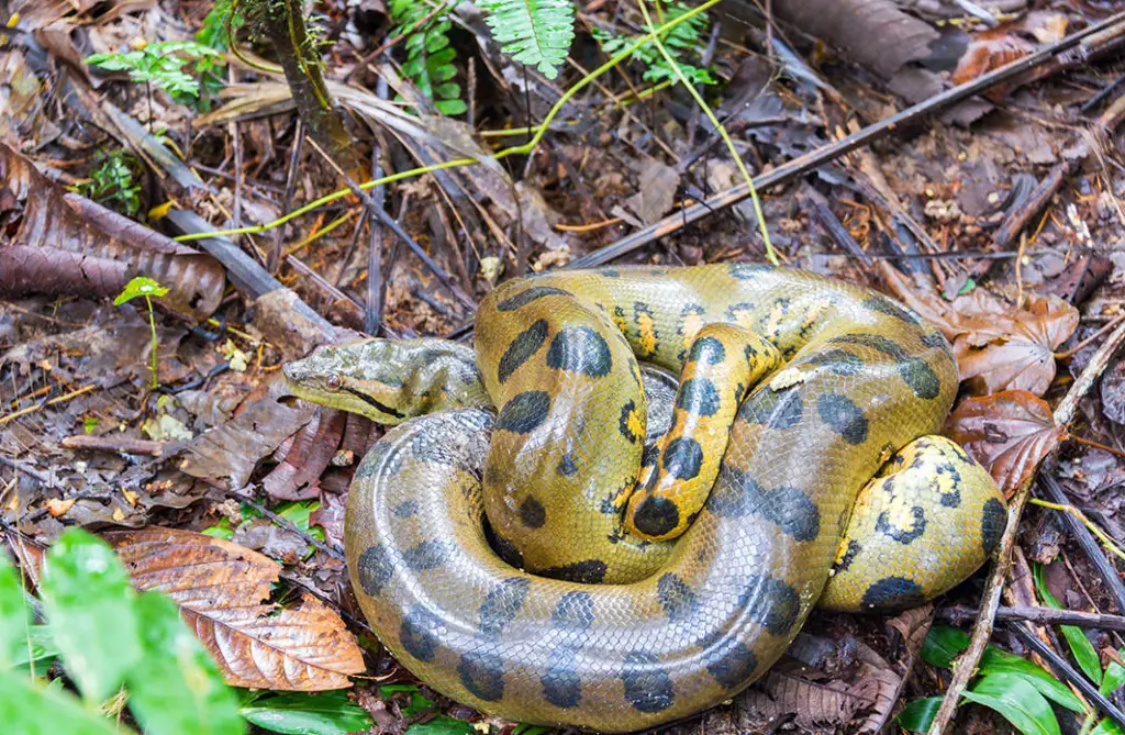 Ular Anaconda di Hutan