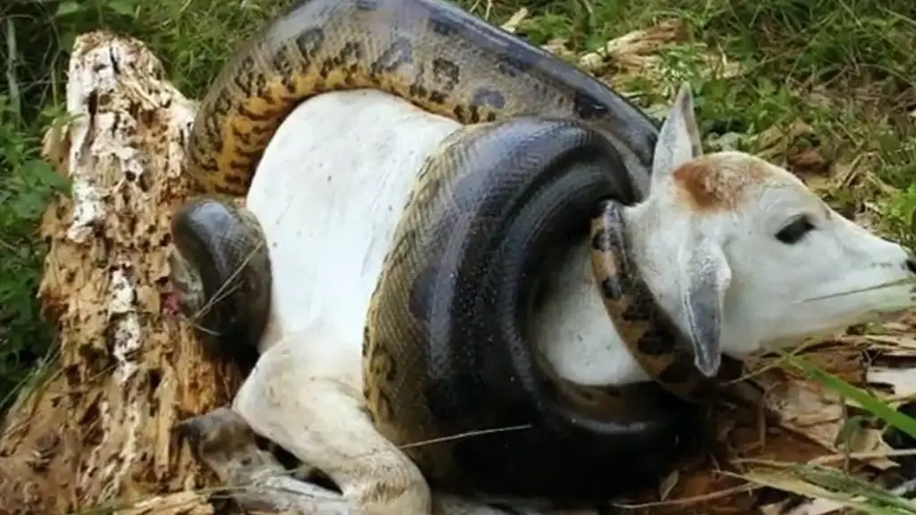 Ular Anaconda di Hutan