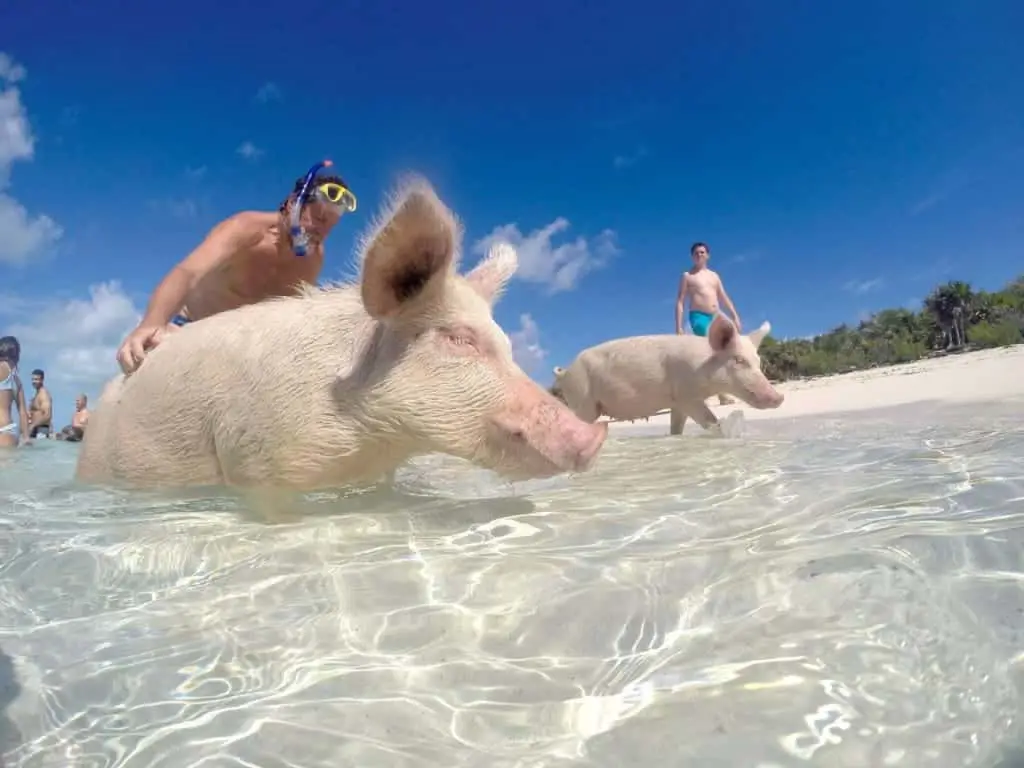 Berenang bersama babi di Exuma.