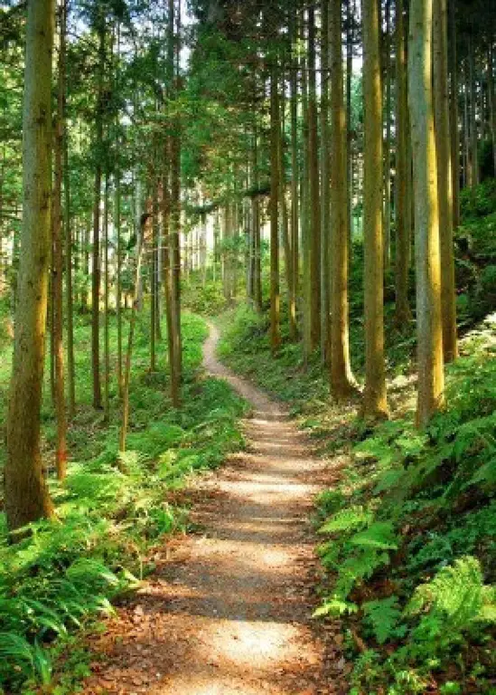 Pendaki di dalam hutan