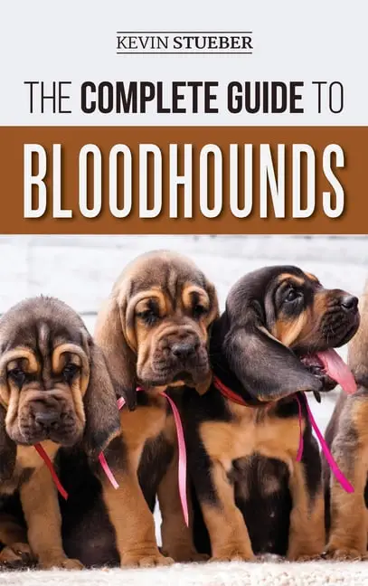 Anak anjing Bloodhound yang lucu