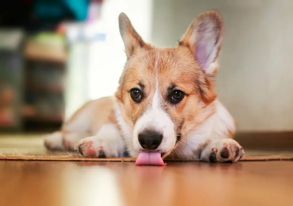 Gambar anak anjing lucu saling menjilati