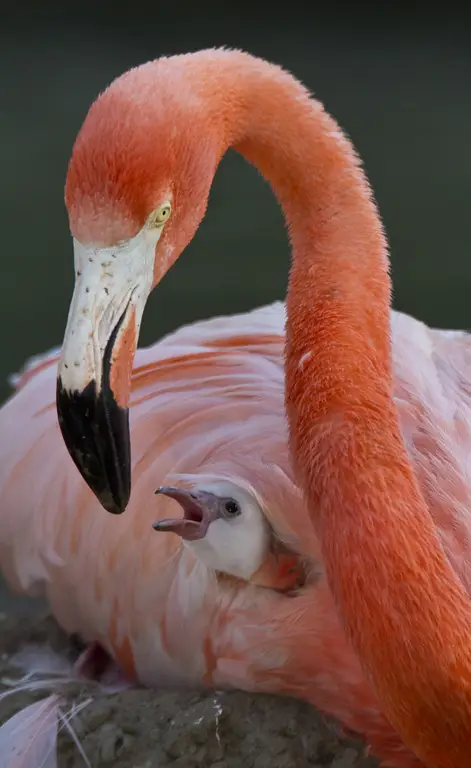 Seekor anak flamingo yang baru menetas dengan bulu halus berwarna putih