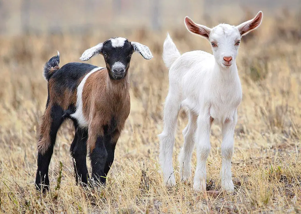 Anak kambing yang sehat