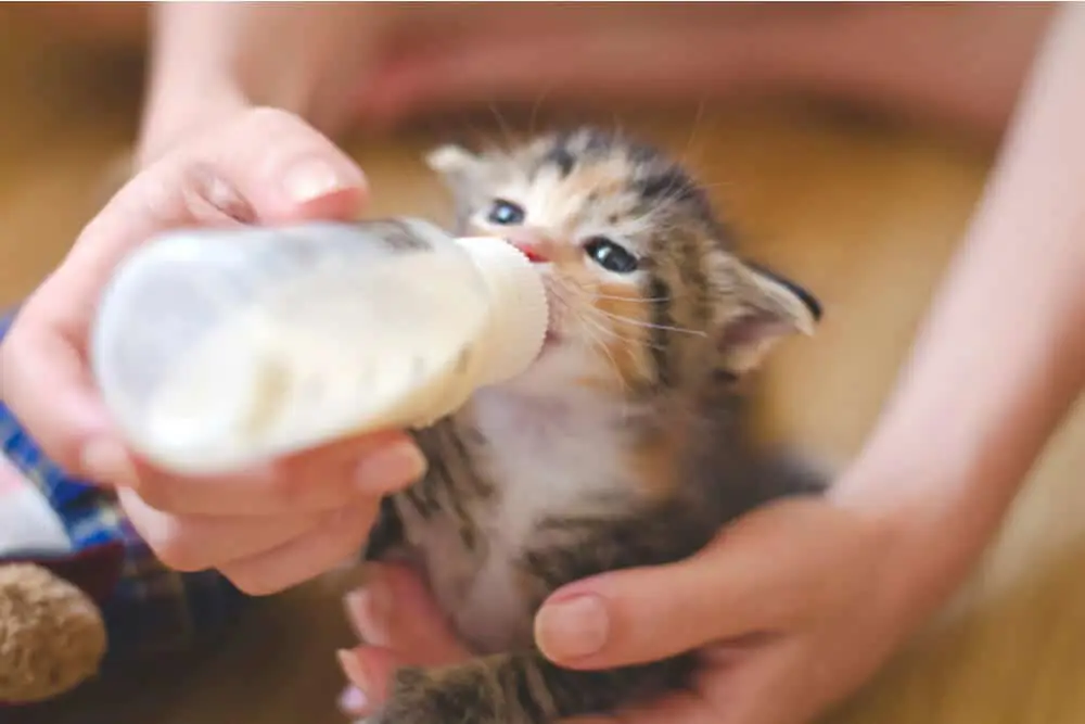 Anak kucing sedang minum susu