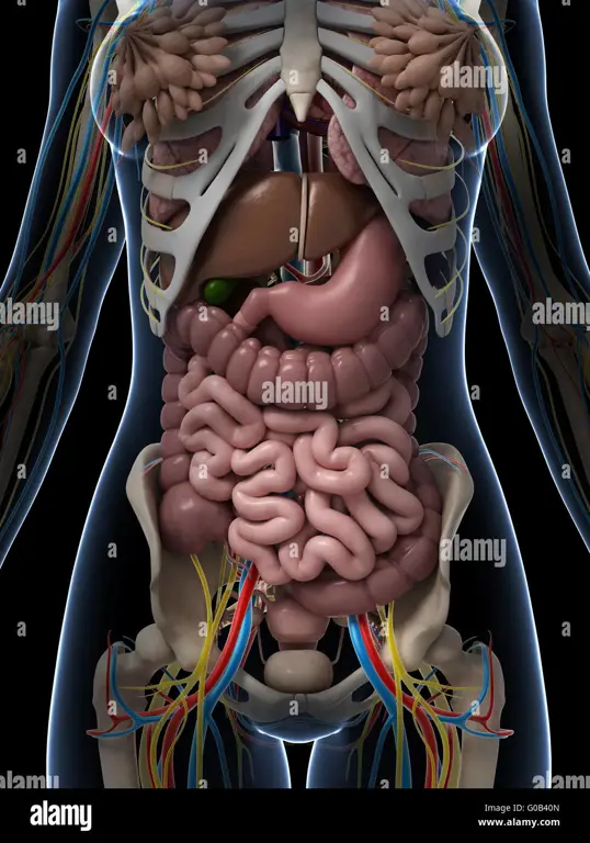 Diagram anatomi organ kewanitaan