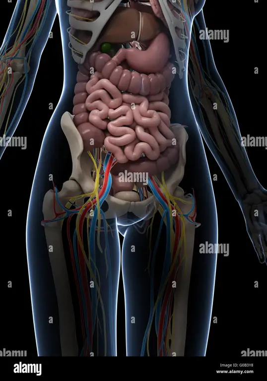 Ilustrasi anatomi organ intim wanita