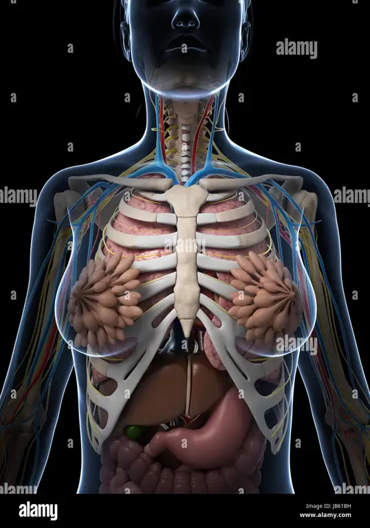 Diagram anatomi organ intim wanita