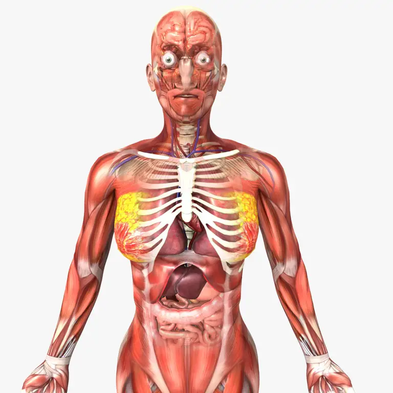 Diagram anatomi organ intim wanita