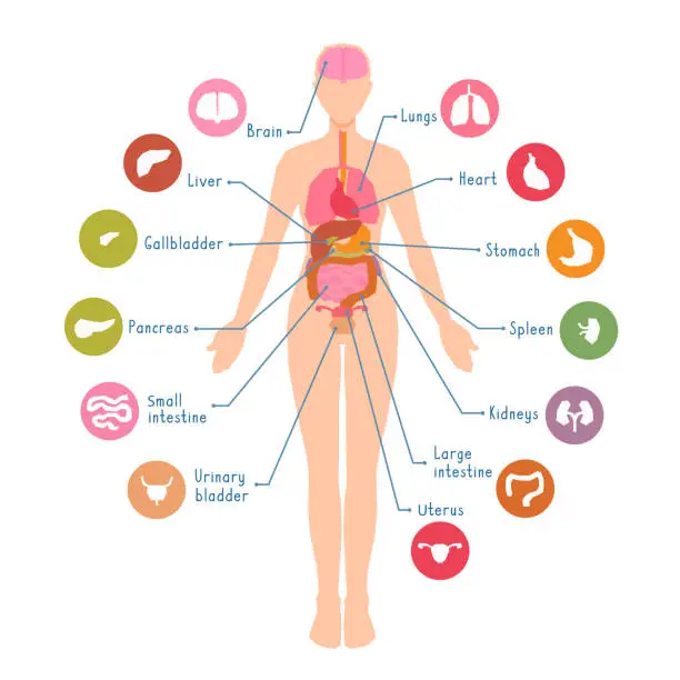 Ilustrasi anatomi organ kewanitaan dengan label