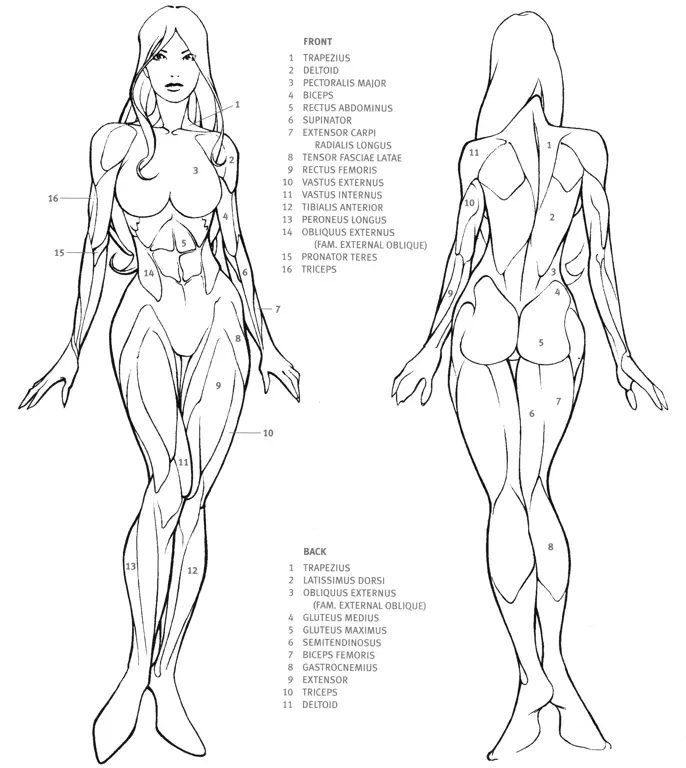 Ilustrasi anatomi organ kewanitaan