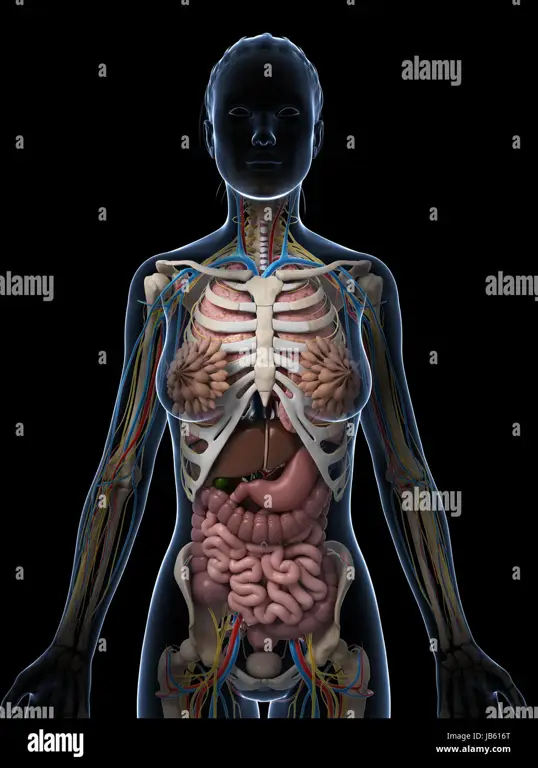 Diagram anatomi organ kewanitaan