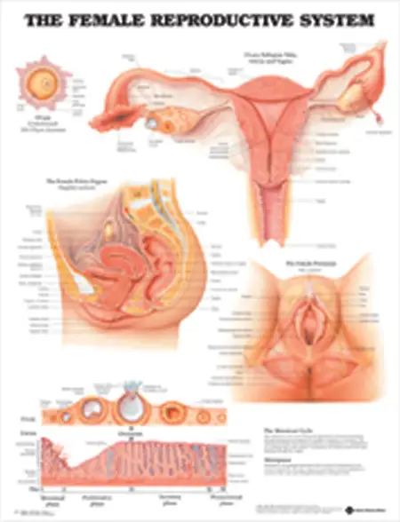 Ilustrasi anatomi organ kewanitaan