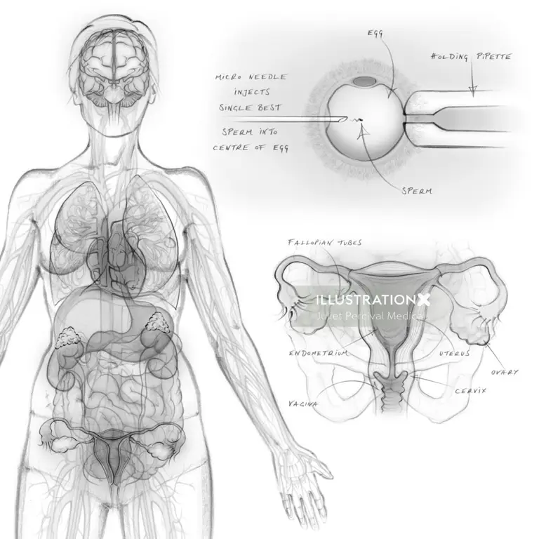 Ilustrasi anatomi organ kewanitaan