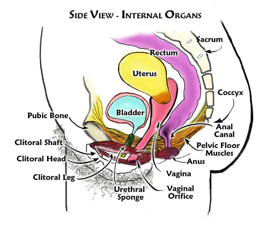 Diagram anatomi organ kewanitaan