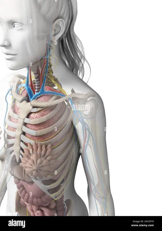 Diagram anatomi organ reproduksi wanita