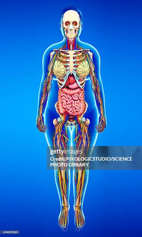 Ilustrasi anatomi organ reproduksi wanita