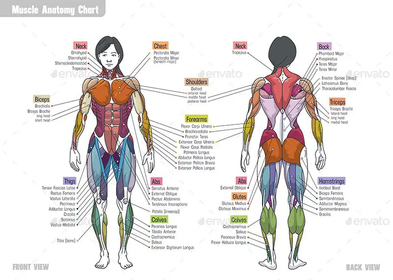 Ilustrasi anatomi organ reproduksi wanita