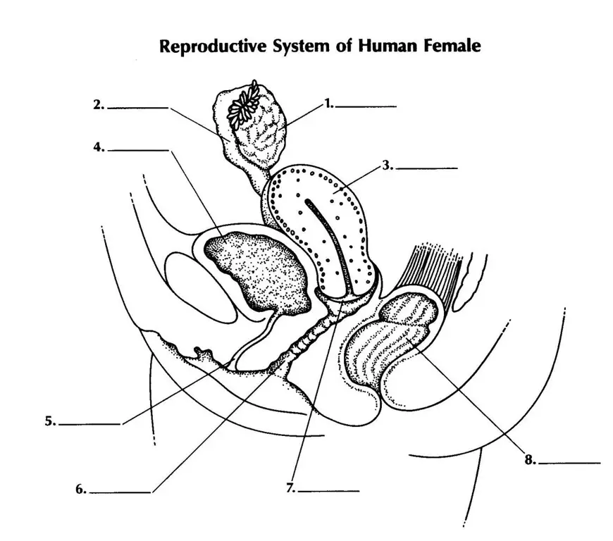 Ilustrasi anatomi organ reproduksi wanita