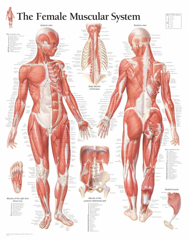 Diagram anatomi organ reproduksi wanita