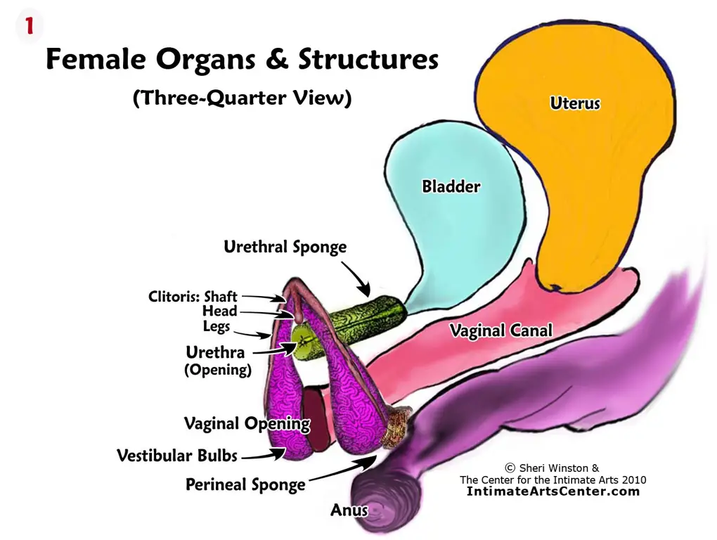 Ilustrasi anatomi organ reproduksi wanita