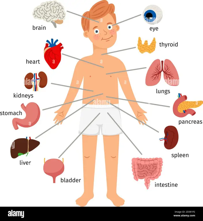 Ilustrasi edukatif anatomi payudara manusia