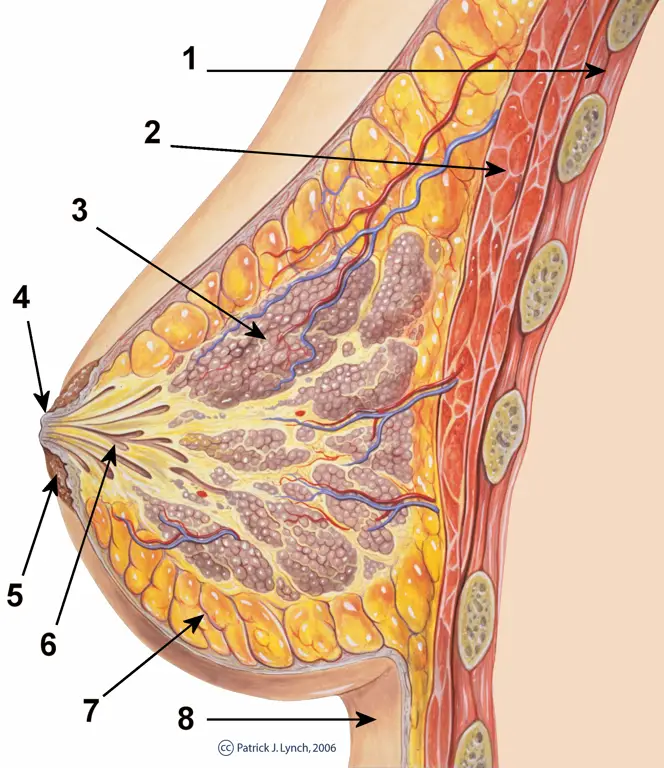 Diagram anatomi payudara wanita