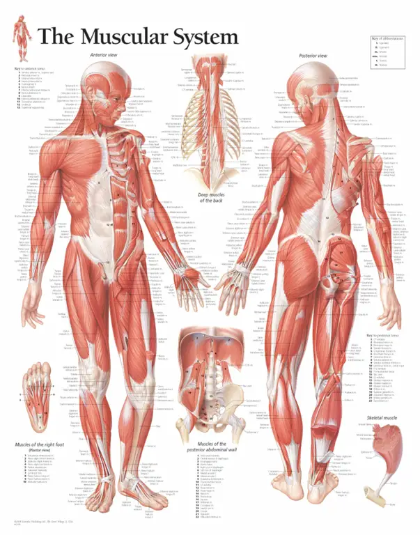 Diagram anatomi penis pria