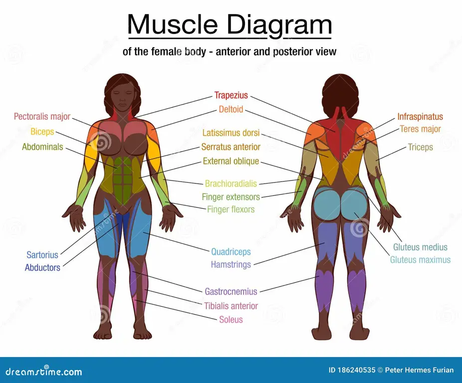 Diagram anatomi perempuan