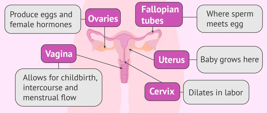 Ilustrasi sistem reproduksi wanita