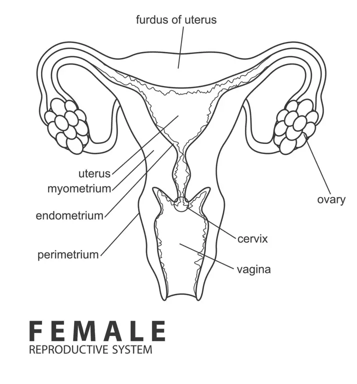 Ilustrasi anatomi sistem reproduksi wanita