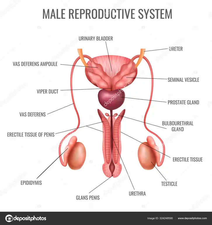 Ilustrasi anatomi sistem reproduksi manusia