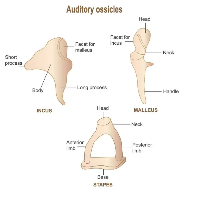 Diagram anatomi telinga manusia