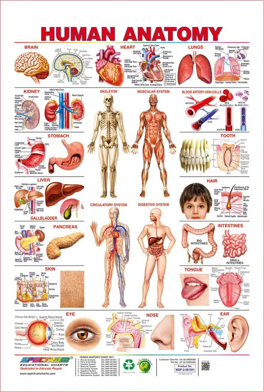 Ilustrasi edukatif anatomi manusia