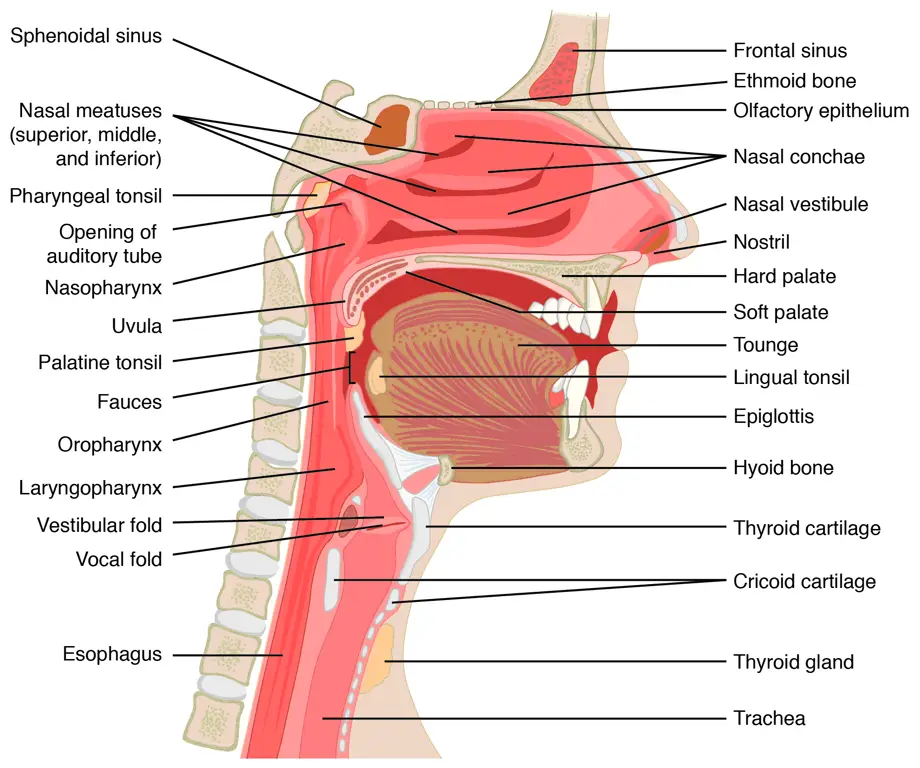 Gambar diagram anatomi tubuh manusia