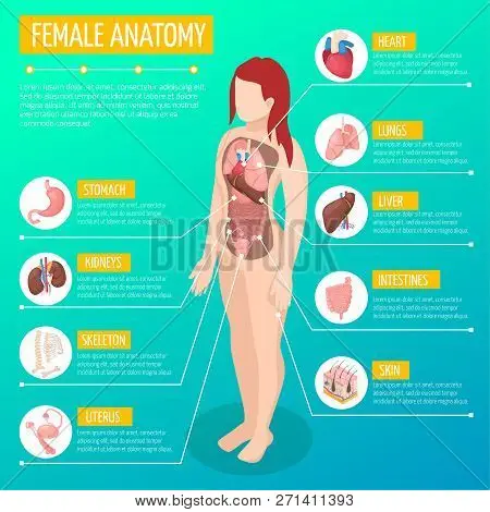 Ilustrasi anatomi tubuh wanita