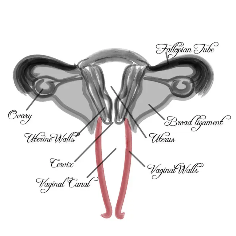 Ilustrasi anatomi vagina yang sehat