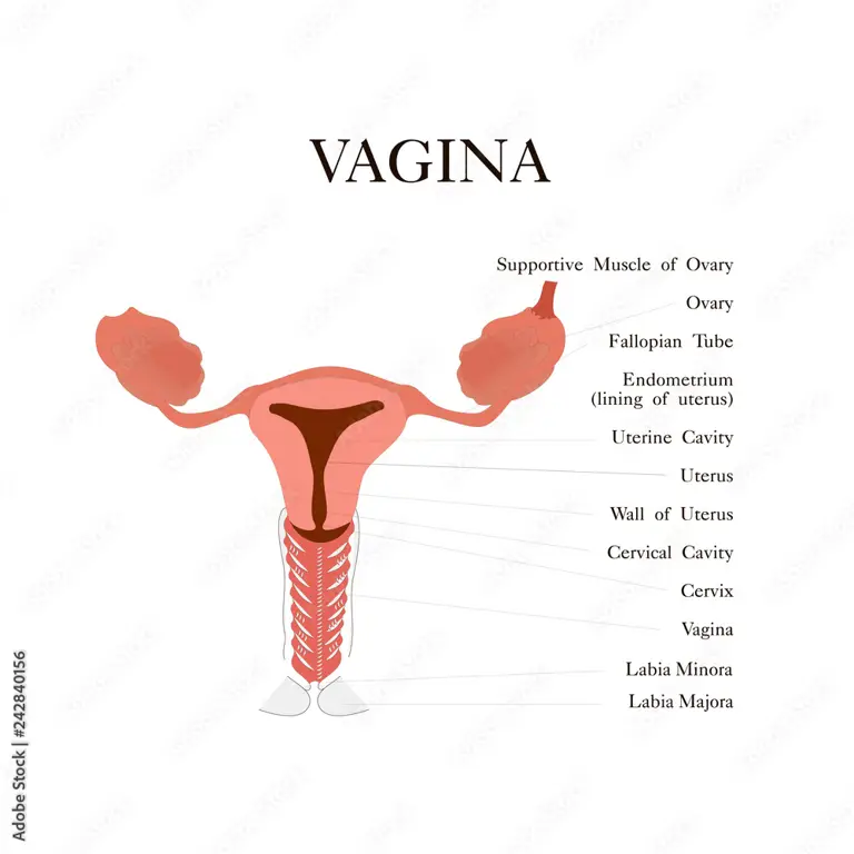 Ilustrasi anatomi vagina