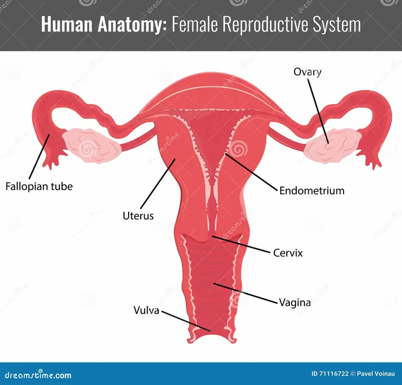 Ilustrasi anatomi vagina