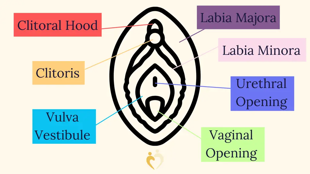 Ilustrasi anatomi vulva wanita, menunjukkan labia mayora dan labia minora