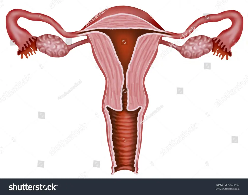 Ilustrasi anatomi vulva