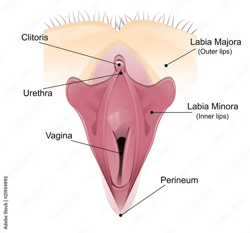 Ilustrasi anatomi vulva