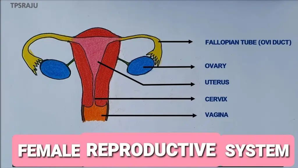 Diagram anatomi wanita yang menyoroti kelenjar Bartholin