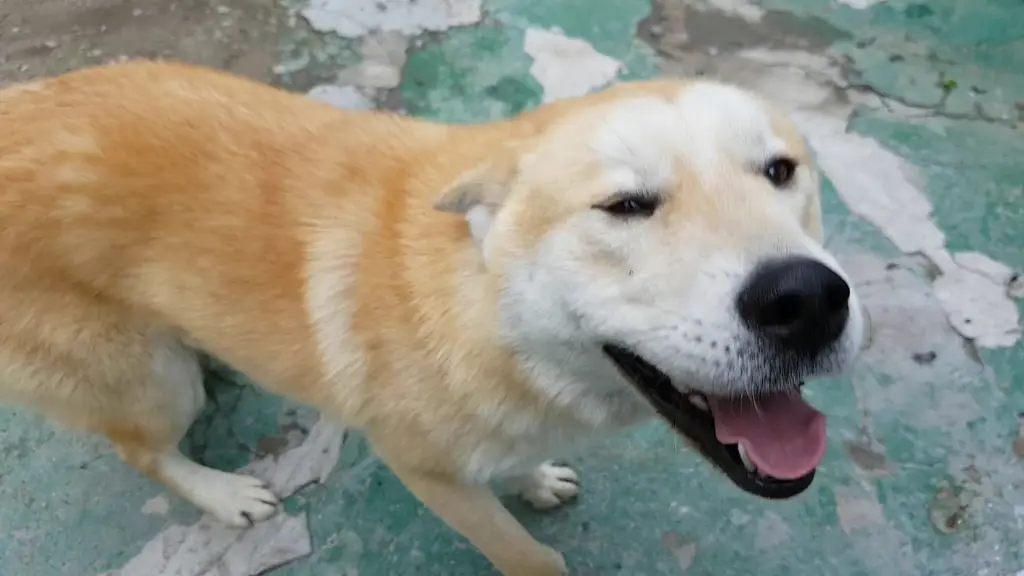 Berbagai jenis anjing korea