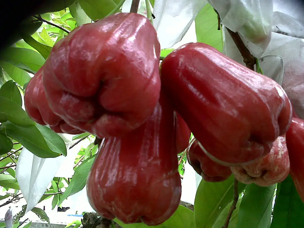 Berbagai varietas jambu susu dengan warna dan ukuran yang berbeda