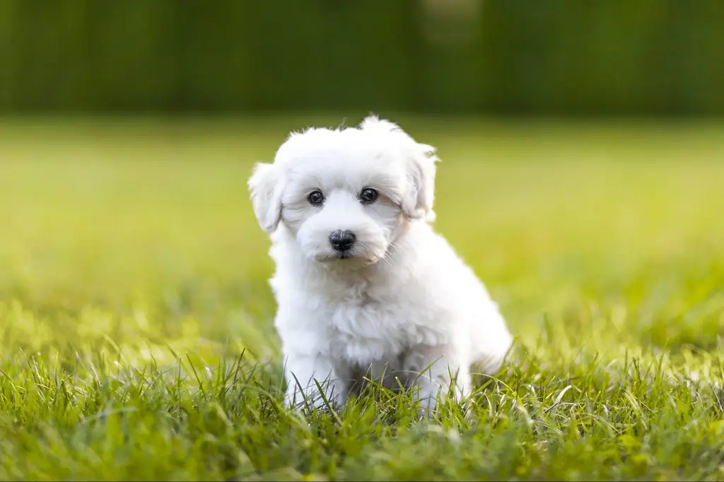 Gambar anjing lucu dan menggemaskan