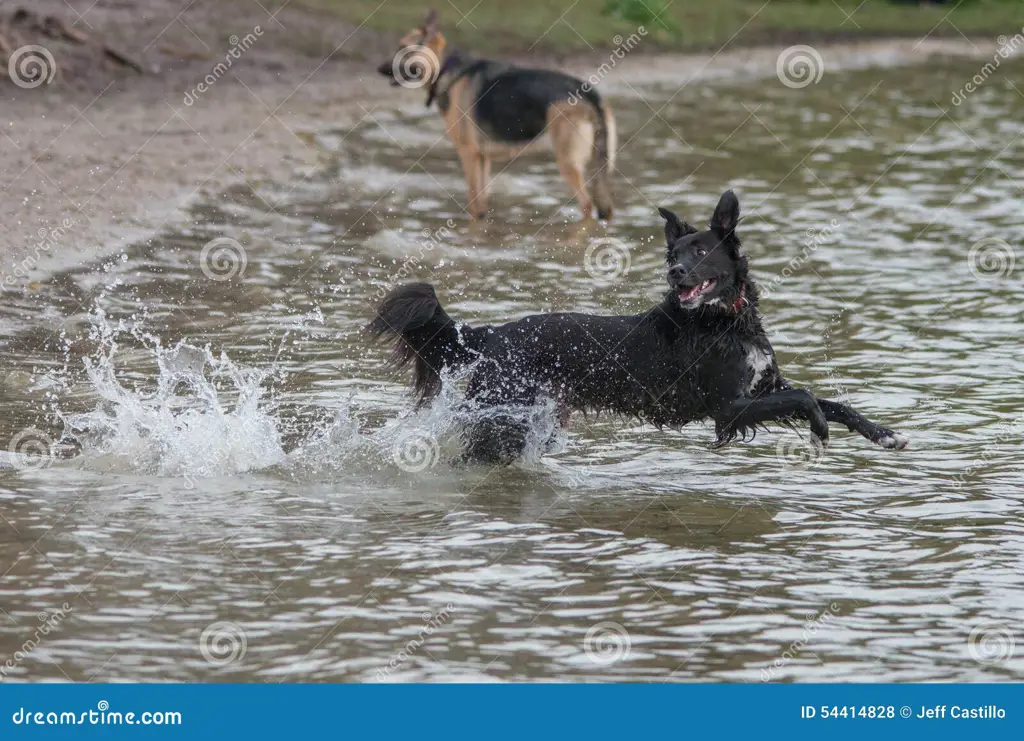 Gambar anjing sedang bermain ambil bola