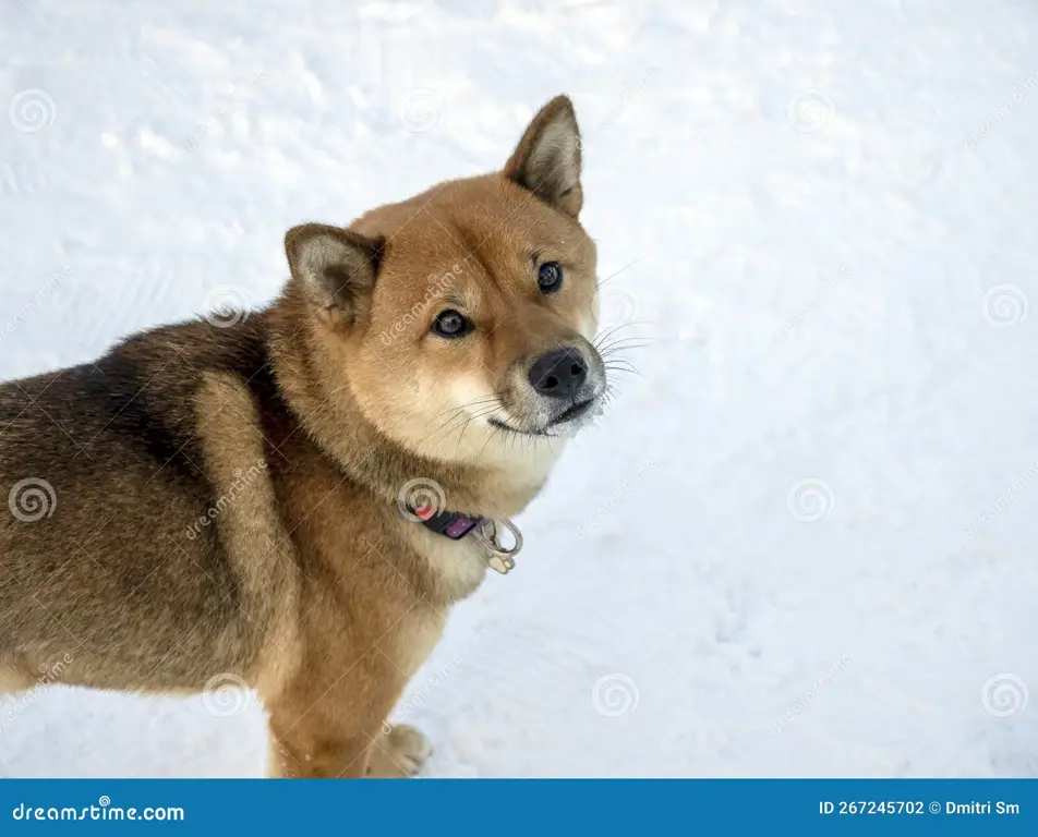 Anjing Shiba Inu bermain salju